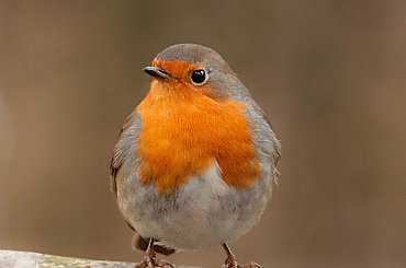 Rudzik prawie domownik, gdy wyjdę do ogrodu on zaraz się zjawia :) #ptaki #rudzik