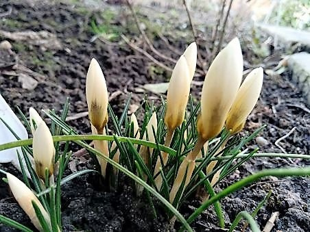 crocus