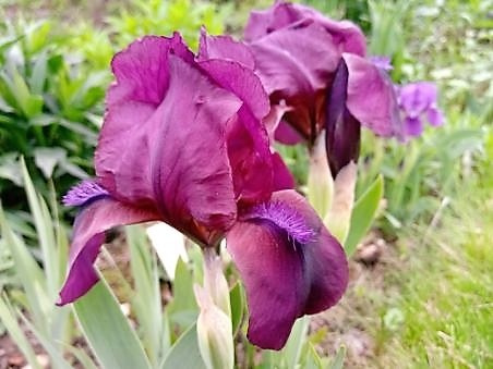 iris cherry garden