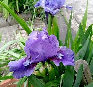 iris little shaphire
