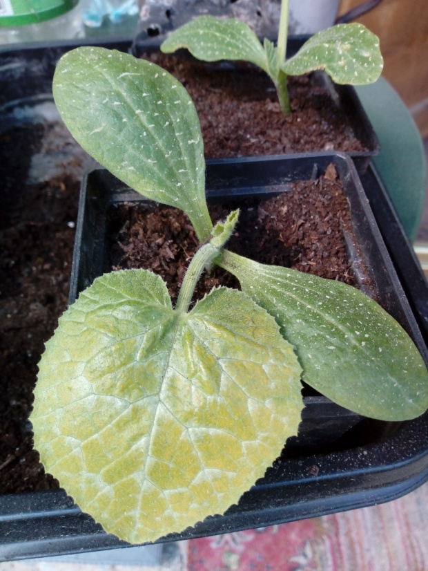 cukinia
