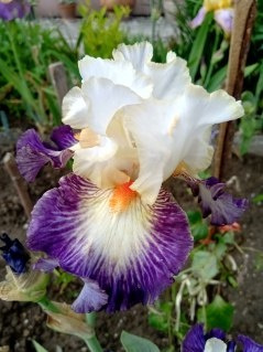 iris bulevard jazz