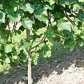 Zweigelt Signum
