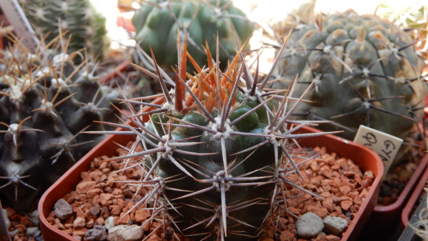 Gymnocalycium horridispinum