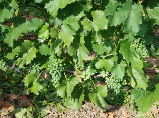 Sauvignon Maris