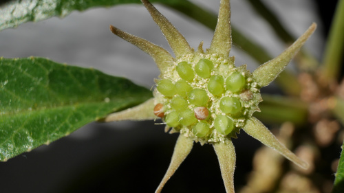 Dorstenia foetida