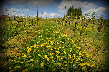 #www.winnica-dolinasanu.pl #winnica #dolinasanu #sanok, #winnica, #podparpackie, #podkarpacie #podkarpacie #podparpackie #sanok #winnica #WinnicaDolinaSanuwww.winnica-dolinasanu.pl, winnica dolina sanu, sanok, winnica, podkarpackie #podkar