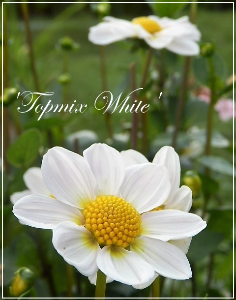 dahlia topmix white