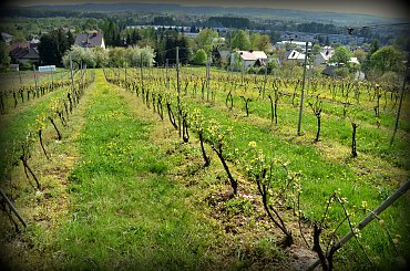 #www.winnica-dolinasanu.pl #winnica #dolinasanu #sanok, #winnica, #podparpackie, #podkarpacie #podkarpacie #podparpackie #sanok #winnica #WinnicaDolinaSanuwww.winnica-dolinasanu.pl, winnica dolina sanu, sanok, winnica, podkarpackie #podkar