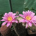 Echinocereus adustus