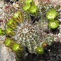 Echinocereus viridiflorus