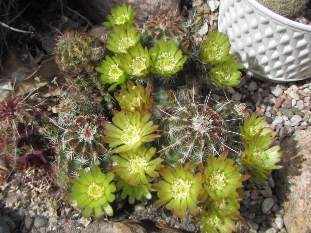 Echinocereus viridiflorus