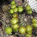 Echinocereus viridiflorus