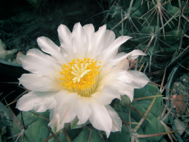 Thelocactus hexaedrophorus