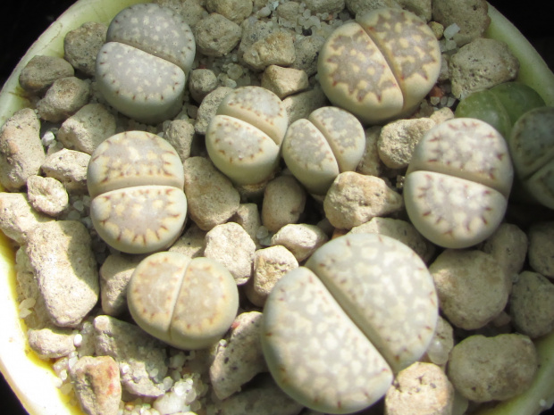 Lithops julii ssp. fulleri v. fulleri