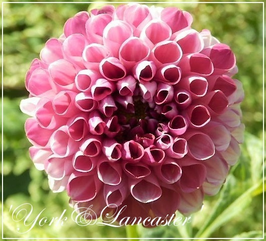 dahlia 'york&lancaster'