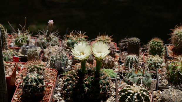 Gymnocalycium mesopotamicum