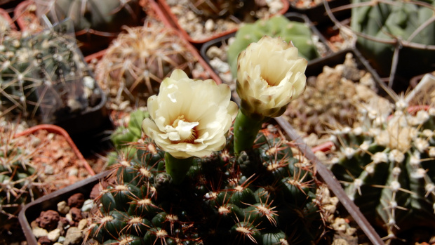 Gymnocalycium mesopotamicum