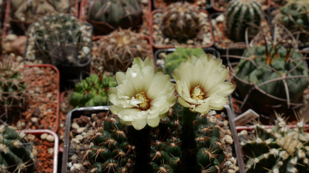 Gymnocalycium mesopotamicum