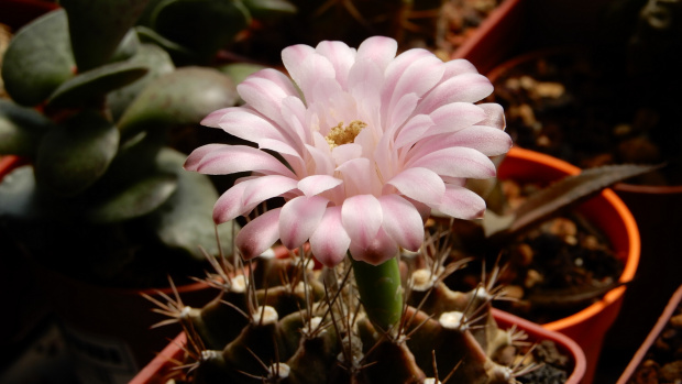 Gymnocalycium mihanovichii