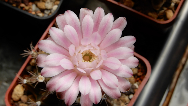 Gymnocalycium mihanovichii