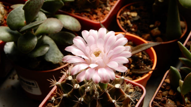 Gymnocalycium mihanovichii