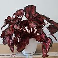 Begonia Inca Night