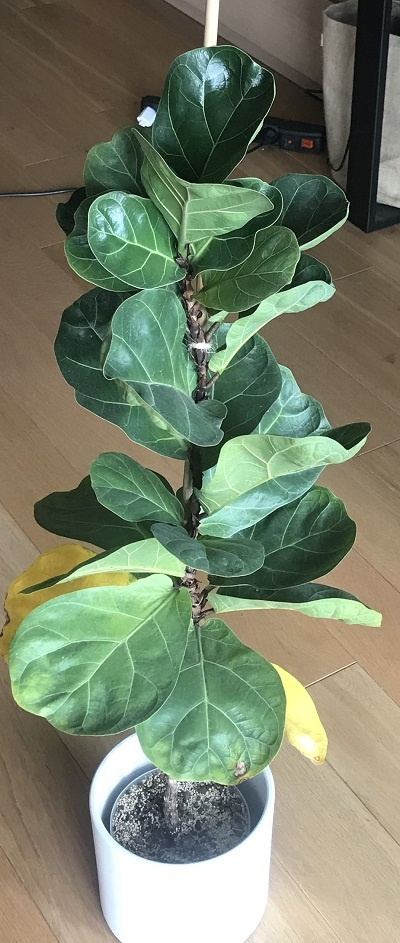 ficus lyrata 1