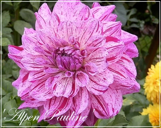 dahlia 'alpen pauline'