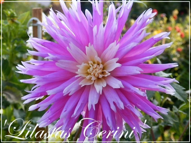 dahlia lilastas cerini