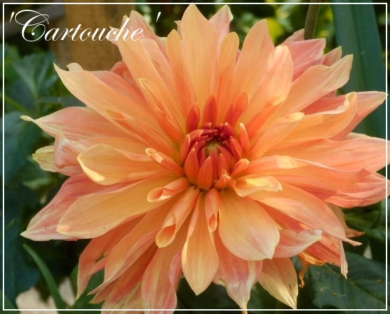 dahlia cartouche