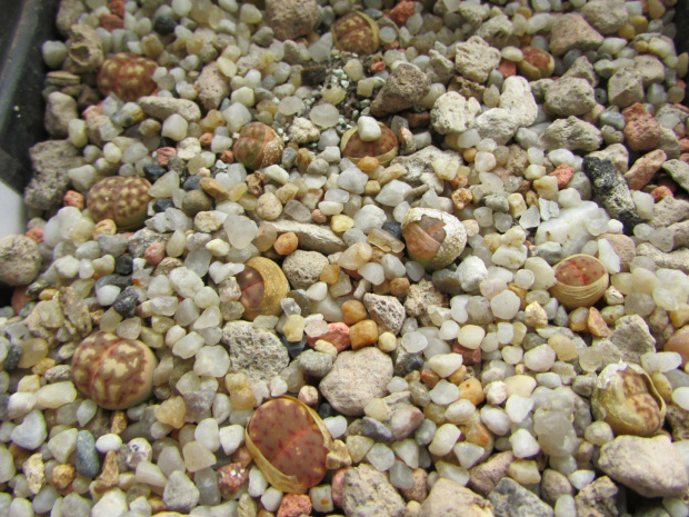 Lithops dorotheae