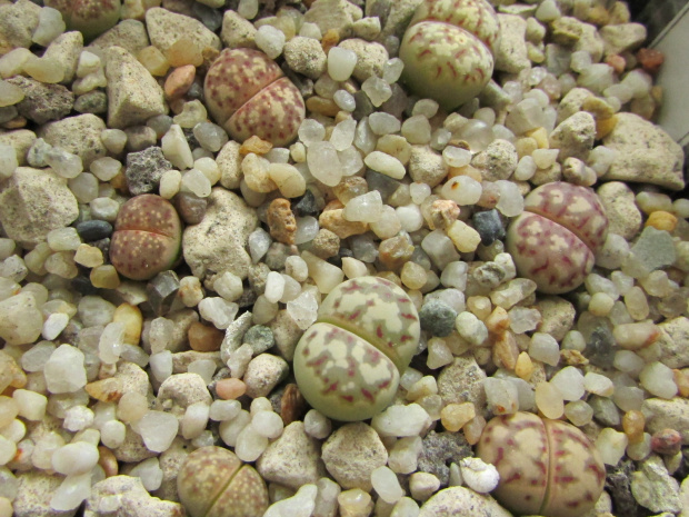 Lithops dorotheae