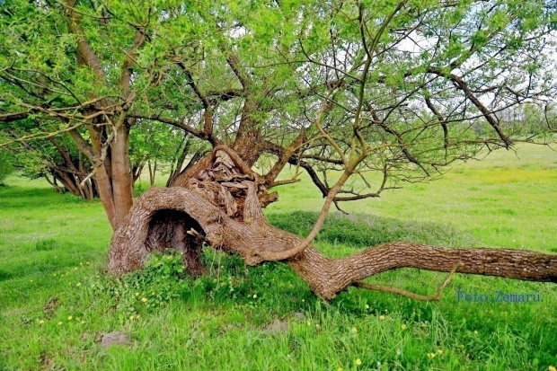 Drzewo - Dziwoląg:-)))