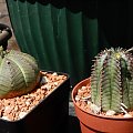 Euphorbia Obesa