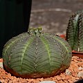 Euphorbia Obesa