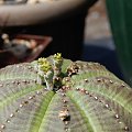 Euphorbia Obesa