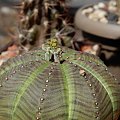 Euphorbia Obesa