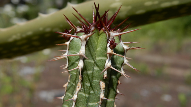 Euphorbia echinus (Euphorbia officinarum subs. echinus)
