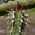 Euphorbia echinus (Euphorbia officinarum subs. echinus)