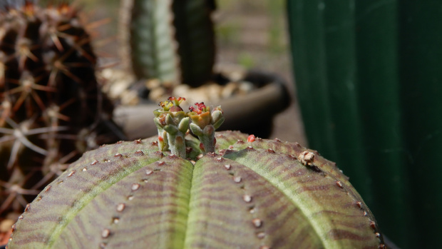 Euphorbia obesa (r. żeński)