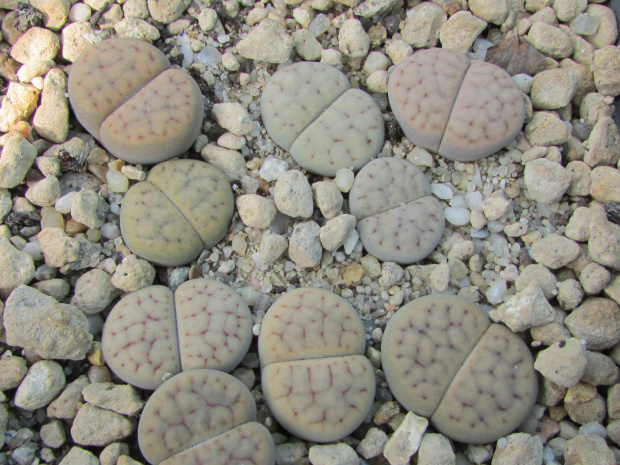 Lithops schwantesii ssp. schwantesii v. urikosensis