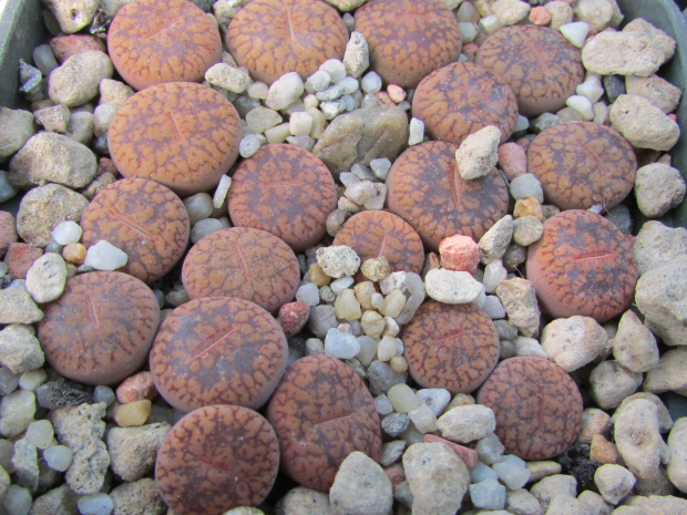 Lithops aucampiae