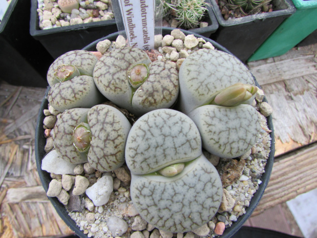 Lithops pseudotruncatella