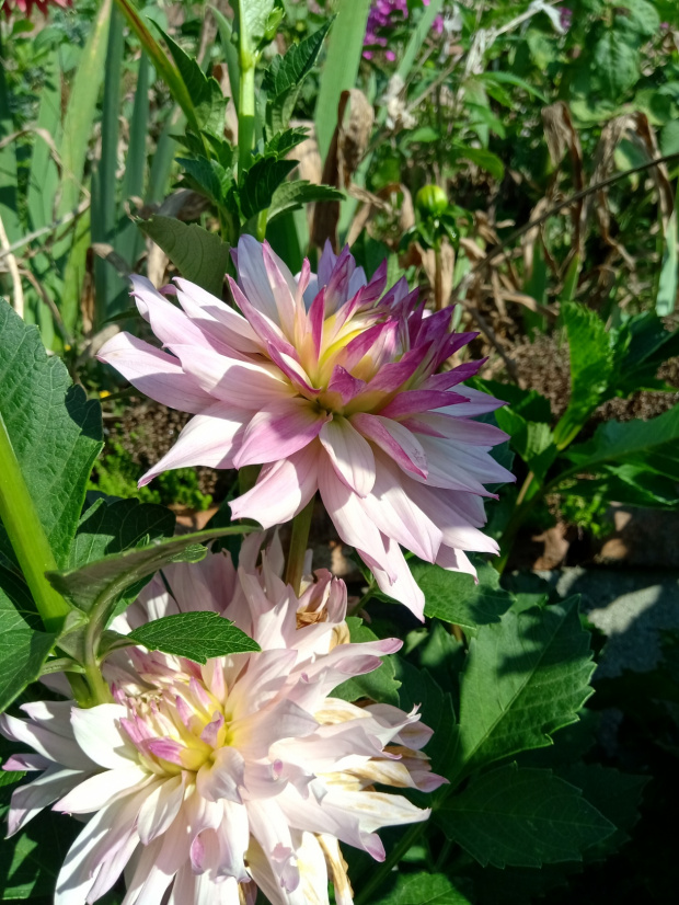 dalia