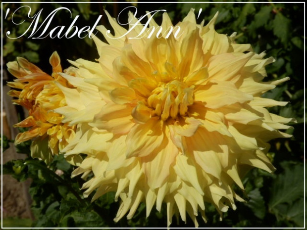 dahlia 'mabel ann'