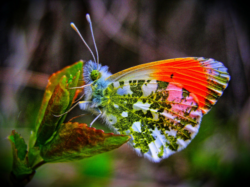 #dzikaprzyroda #kolorki #las #leśne #makrofotografia #motyl #motylek #natura #polska #przyroda #przyrodnicze #wieś #zbliżenia