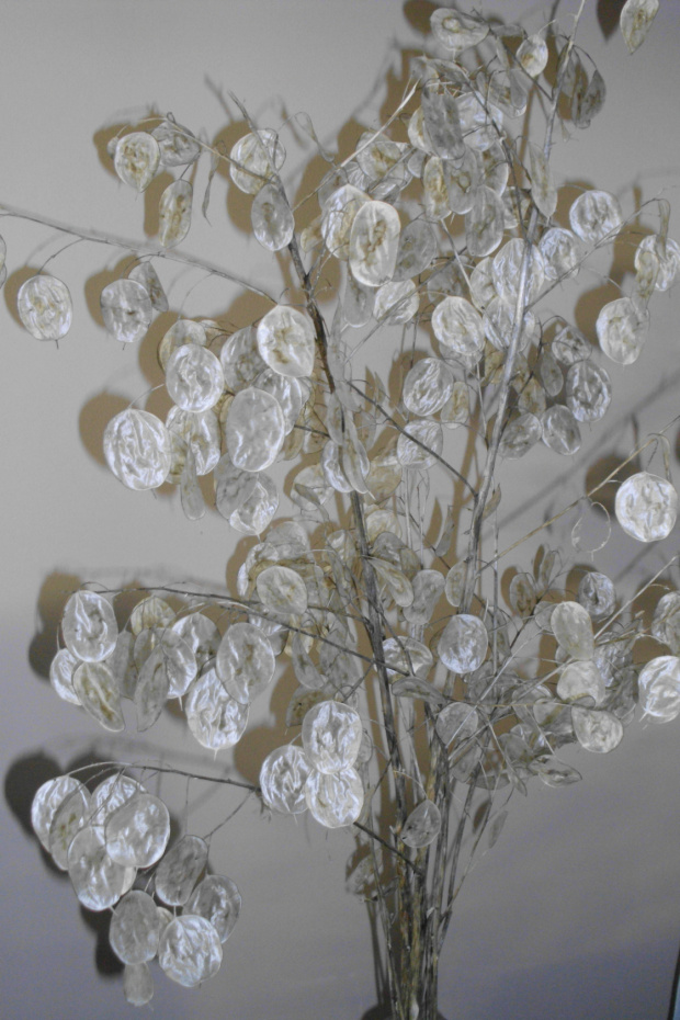 lunaria