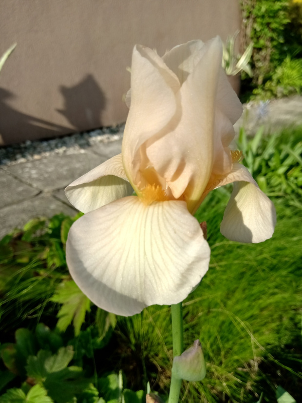 iris