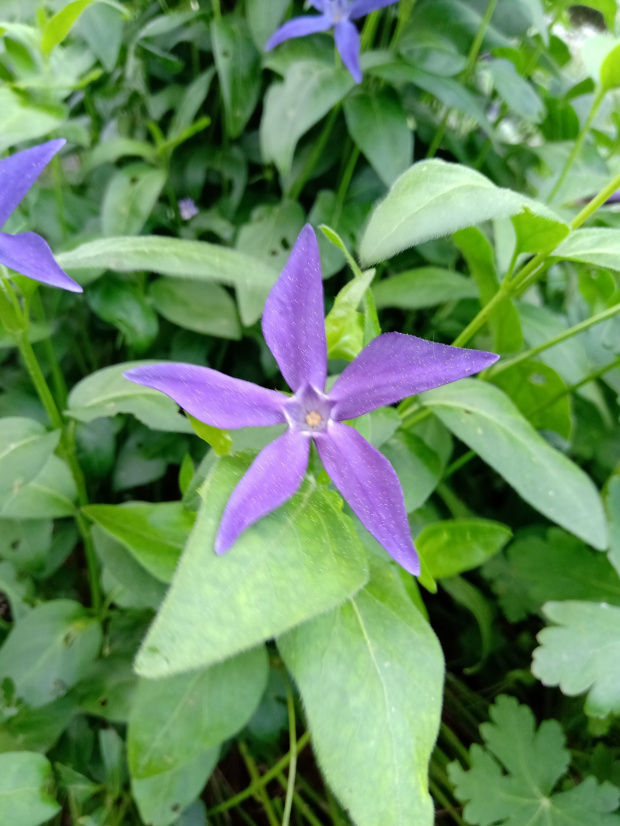 vinca